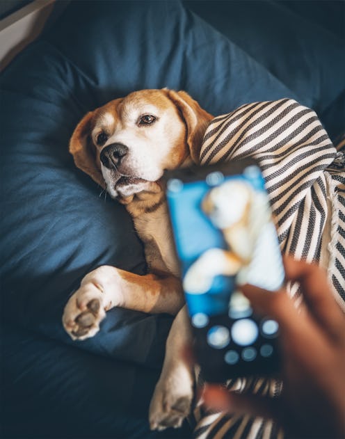 Owner takes photo of his beagle dog sleeping in bed and breaks his dreams