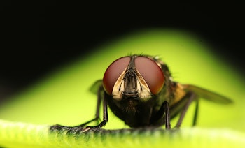 Flies with red eyes