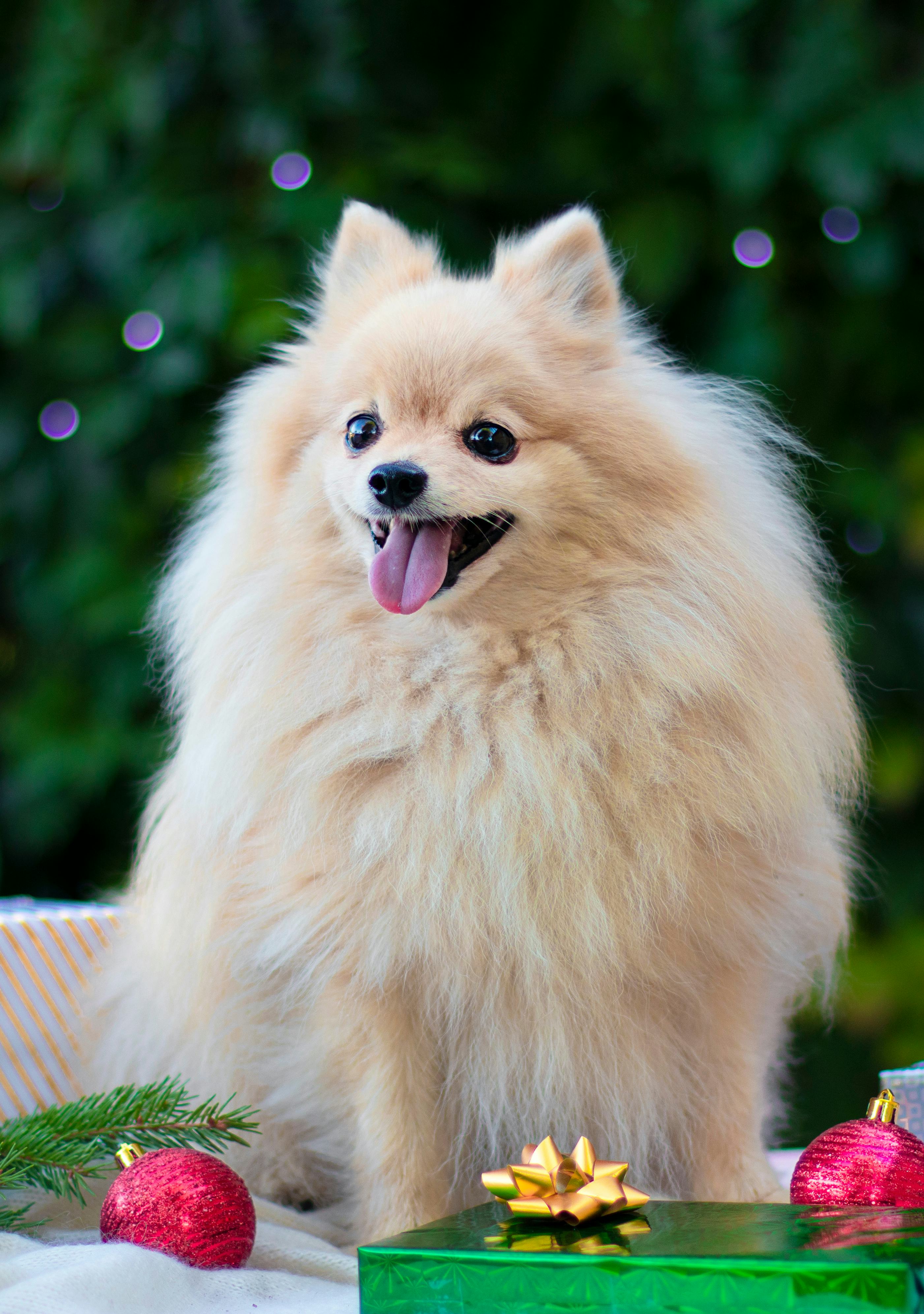 Vertical photo of cute puppy, happy positive Pomeranian Spitz dog smiling with Christmas presents, g...