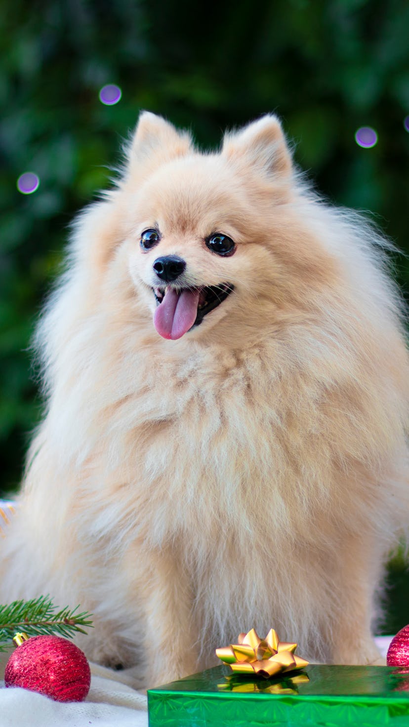 Vertical photo of cute puppy, happy positive Pomeranian Spitz dog smiling with Christmas presents, g...