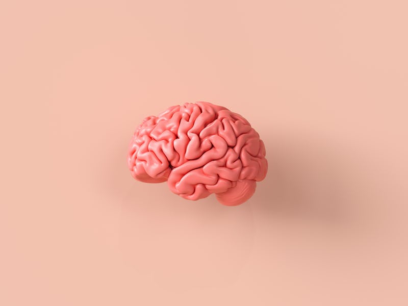 Human brain Anatomical Model, medical concept image