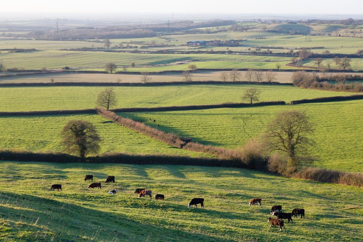 UK countryside with fields, hedgerows and a herd of cows. Aylesbury Vale, Buckinghamshire, UK
