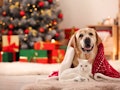 Adorable dog and cat together under blanket at room decorated for Christmas waiting for gifts from P...