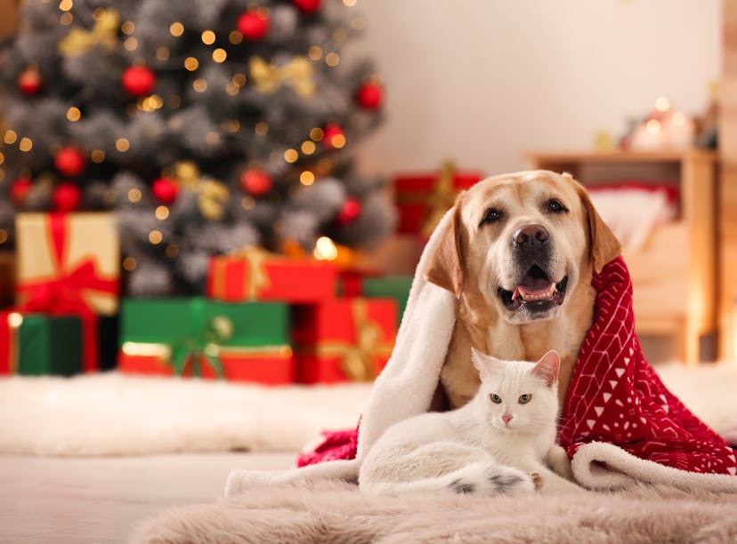 Adorable dog and cat together under blanket at room decorated for Christmas waiting for gifts from P...