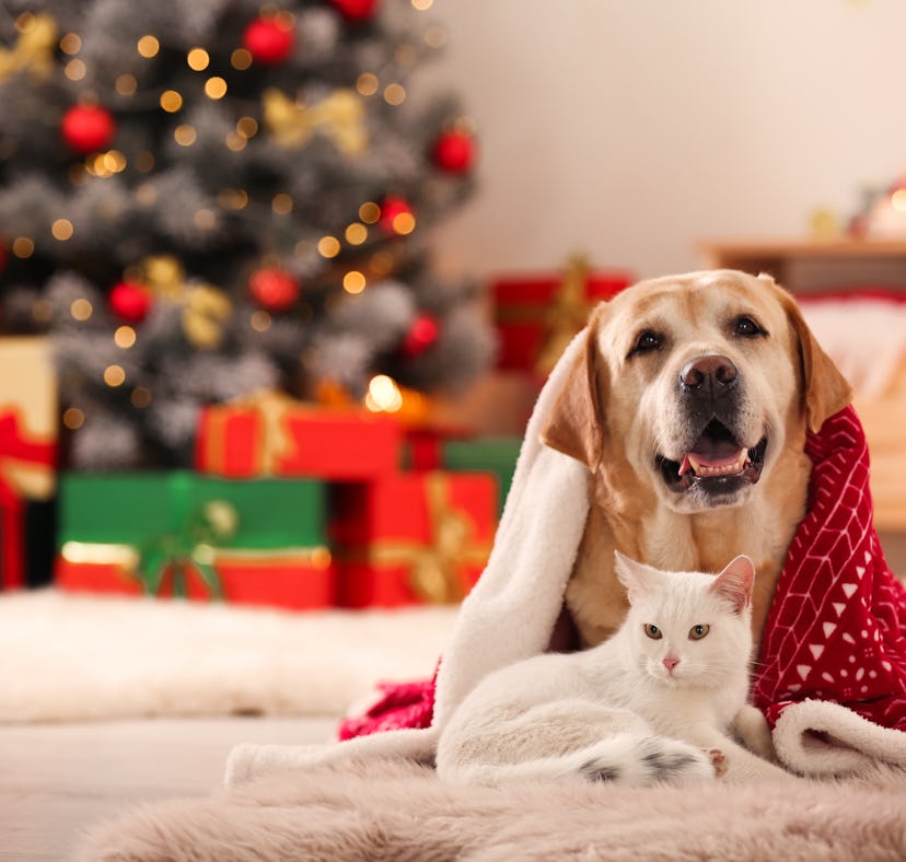 Adorable dog and cat together under blanket at room decorated for Christmas waiting for gifts from P...