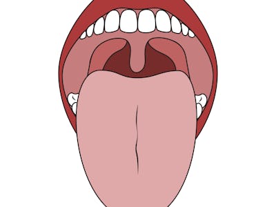 Human Mouth and Tongue. Oral Cavity. Isolated on White Background