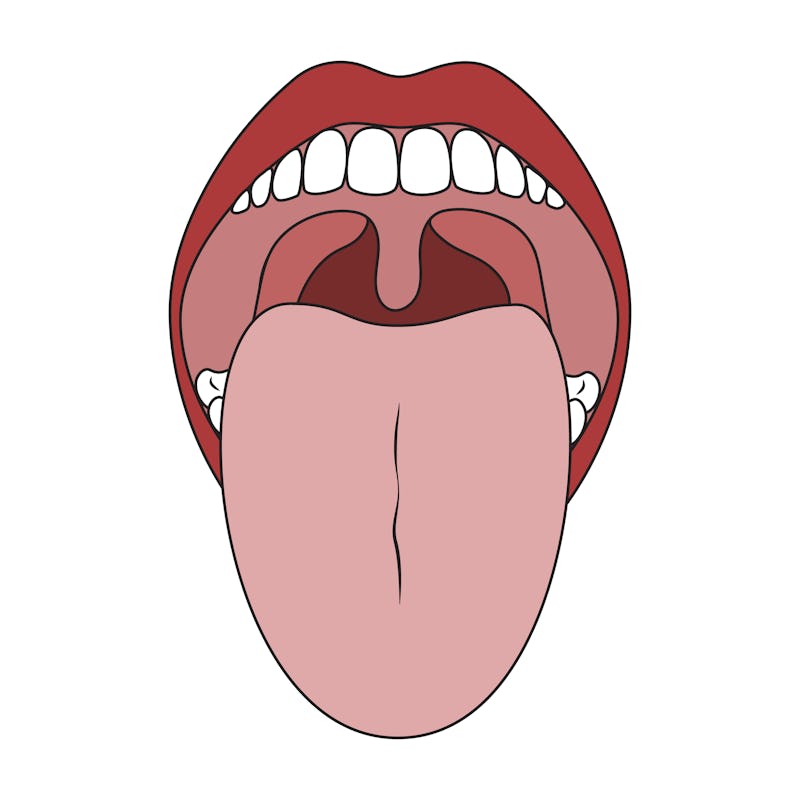 Human Mouth and Tongue. Oral Cavity. Isolated on White Background