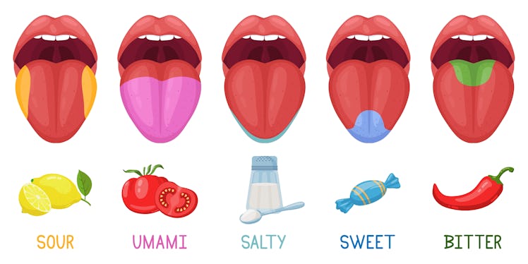 Cartoon human taste areas. Tongue taste receptors, sour, sweet, bitter, salty and umami tastes. Huma...