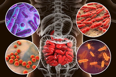 Intestinal microbiome, bacteria colonizing different parts of digestive system, Bifidobacterium, Lac...