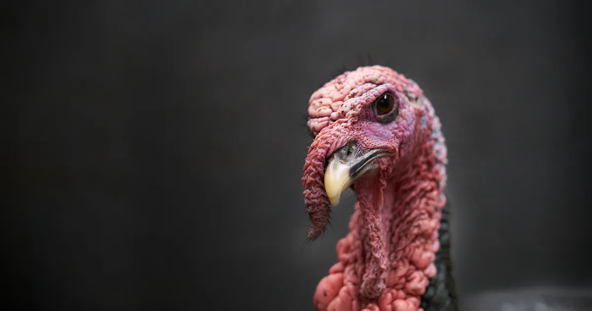 Turkeys Intimidating Aggressive Turkey Fighting D.C. Residents