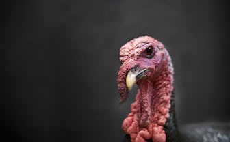 Strutting Tom Turkey, in the suburbs of Philadelphia, Pennsylvania PA urban / suburban wildlife