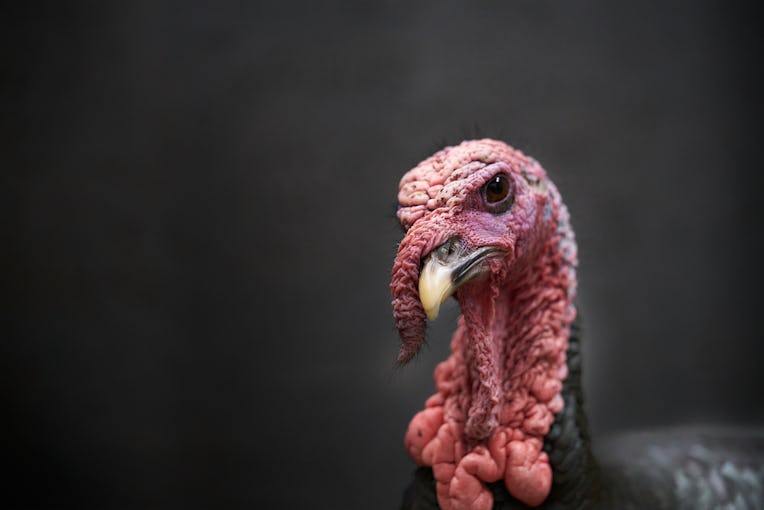 Strutting Tom Turkey, in the suburbs of Philadelphia, Pennsylvania PA urban / suburban wildlife