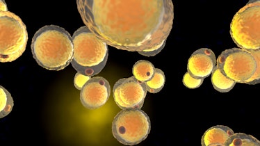 3D illustration of a cluster of Fat cells.