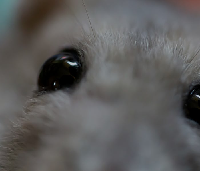 Close up of a face of the winter white dwarf hamster/russian dwarf hamster/Djungarian hamster/stripe...