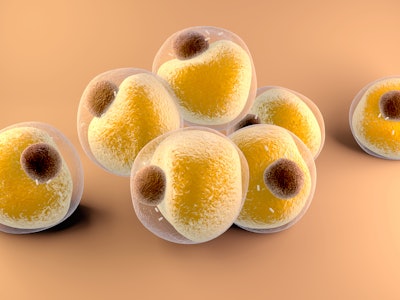 3d illustration Adipocytes