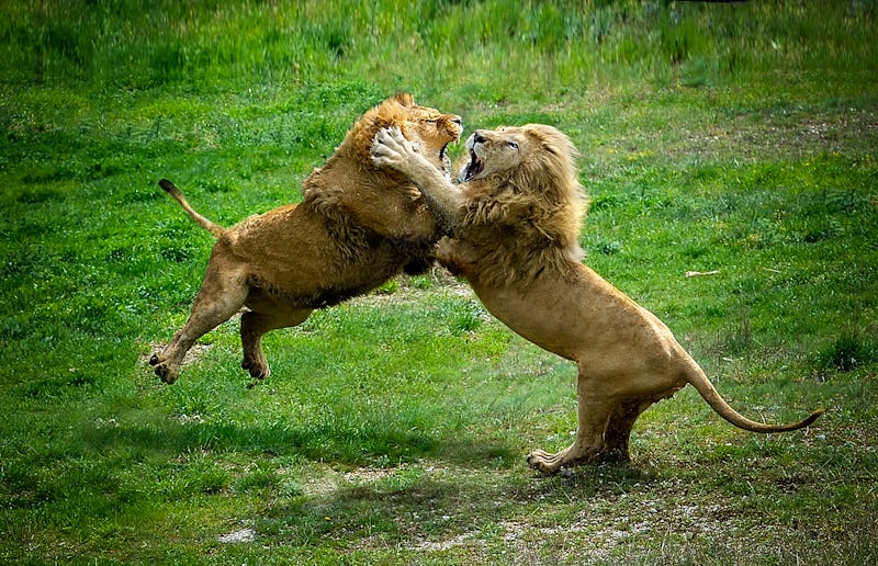 Two lions fighting each other in safari park against green grass background