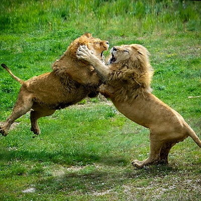 Two lions fighting each other in safari park against green grass background