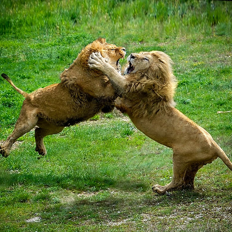 Two lions fighting each other in safari park against green grass background