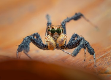 Portia fimbriata - Jumping spider family of Salticidae. 
