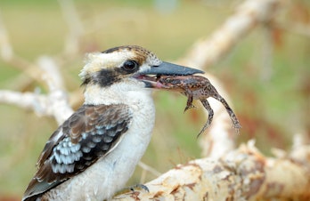 A Laughing Kookaburra - Dacelo novaeguineae - sitting on a branch with a dead cane toad (Rhinella ma...