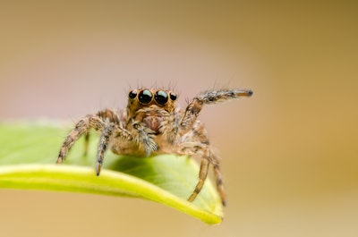 Spiders think with their webs, challenging our ideas of intelligence