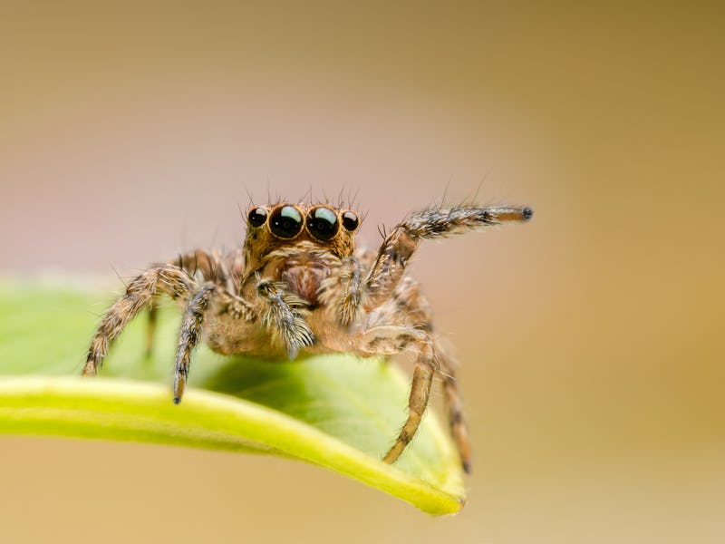 macro closeup on Hyllus semicupreus Jumping Spider. This spider is known to eat small insects like g...