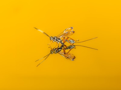 Arotes decorus, parasitoid wasp macro on Yellow background.  The diaphanous wings and striking marki...