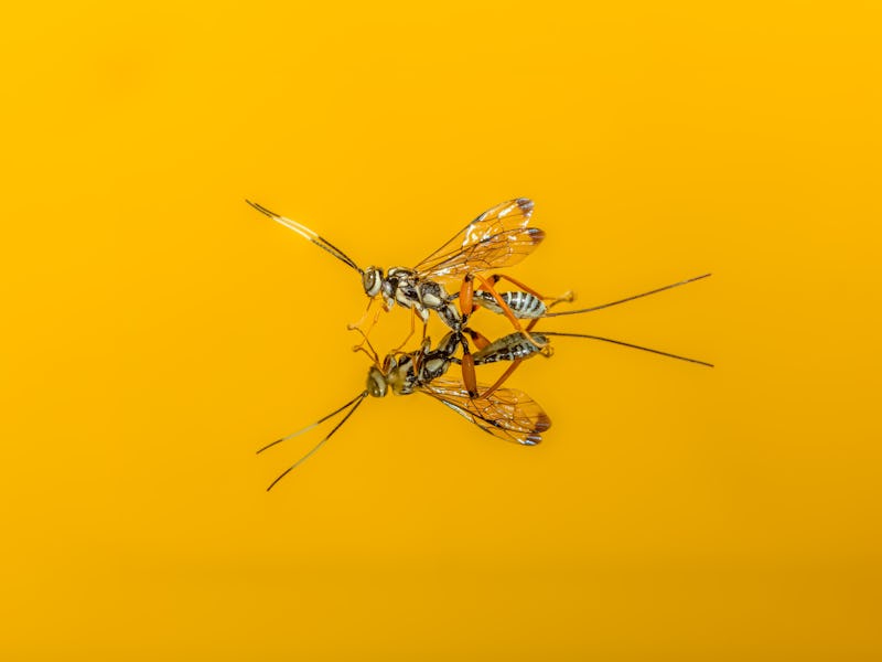 Arotes decorus, parasitoid wasp macro on Yellow background. The diaphanous wings and striking marki...