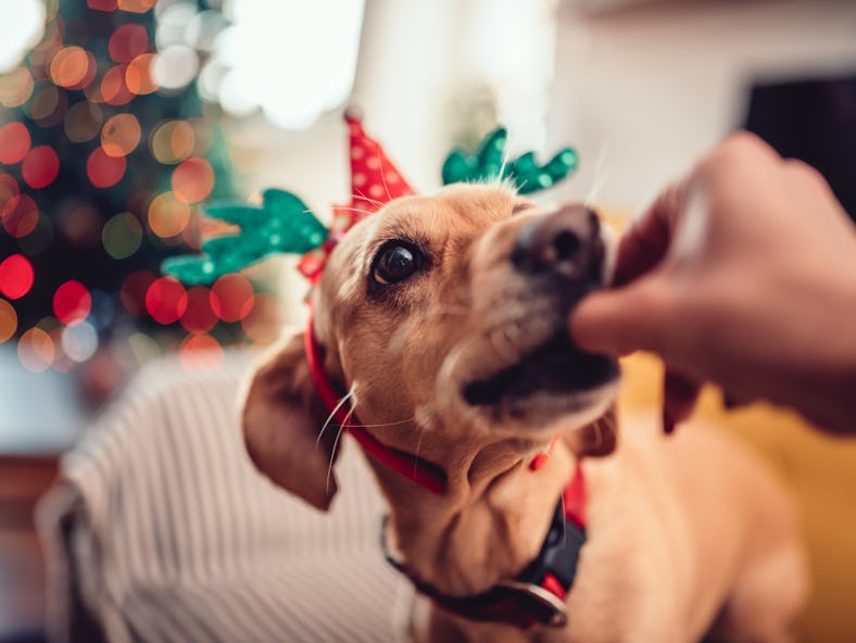 Woman feeding small yellow dog wearing antlers on the sofa by the Christmas tree