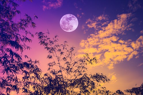 A bright full moon rises in a colorful sunset sky, behind some tree branches. The November 2021 full...
