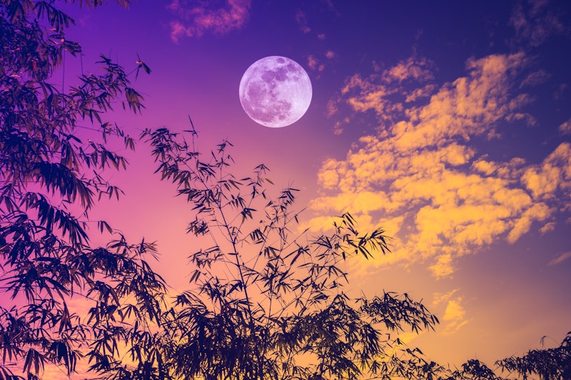 A bright full moon rises in a colorful sunset sky, behind some tree branches. The November 2021 full...