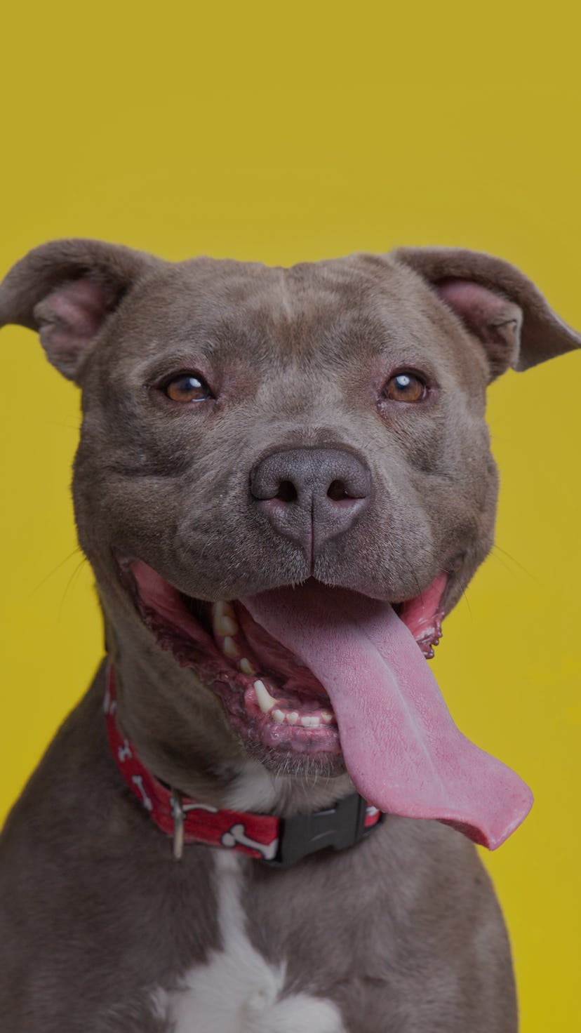 cute dog on an isolated background