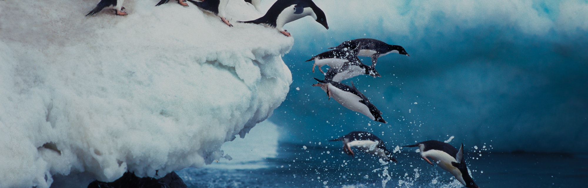 Adelie Penguin, pygoscelis adeliae, Group Leaping into Ocean, Paulet Island in Antarctica    
