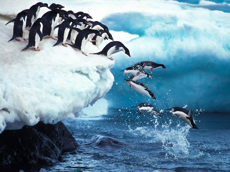 Adelie Penguin, pygoscelis adeliae, Group Leaping into Ocean, Paulet Island in Antarctica