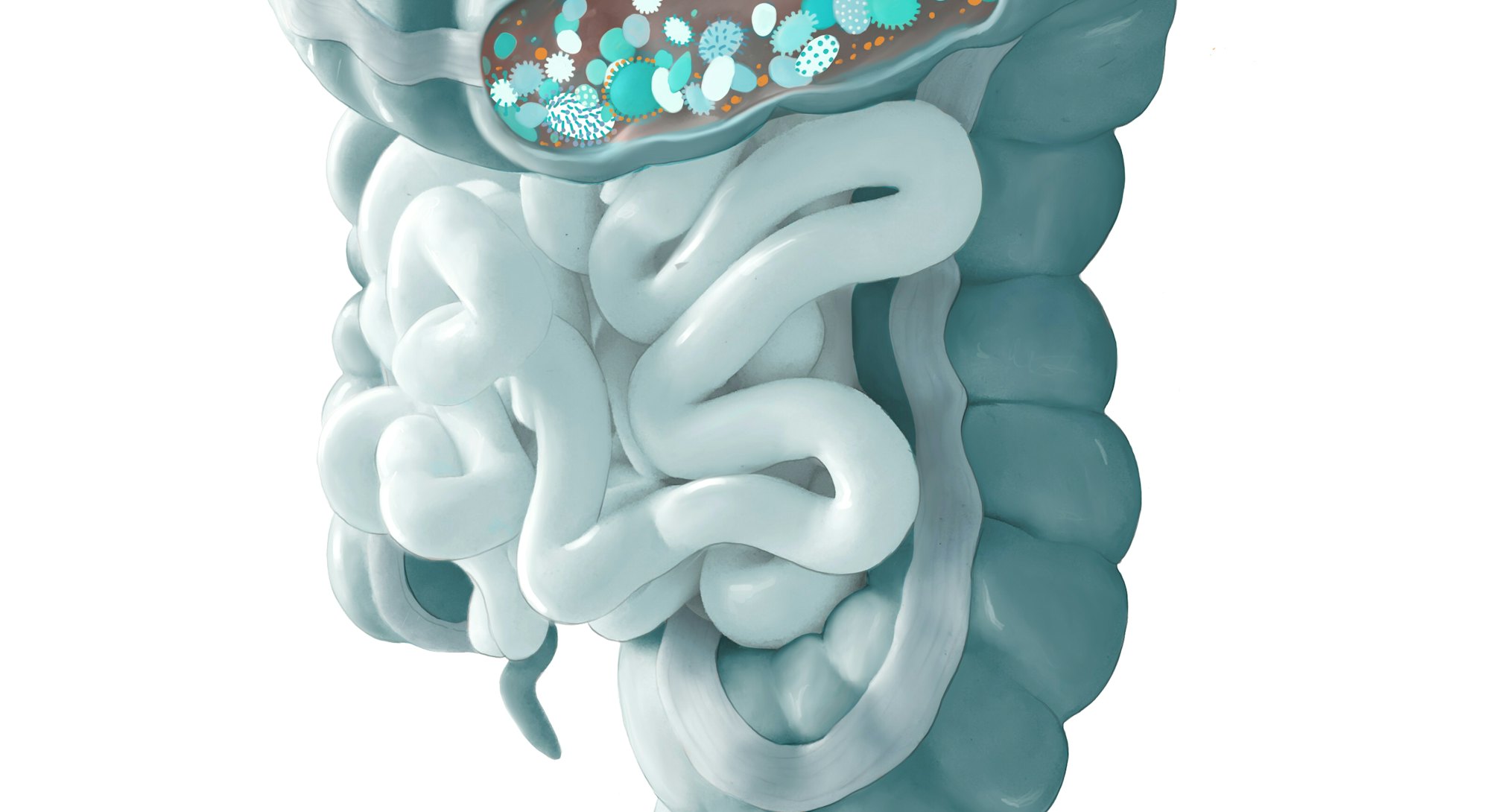the human microbiome in the gut containing microorganisms 
