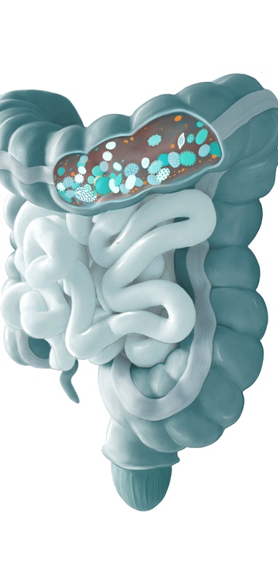 the human microbiome in the gut containing microorganisms 