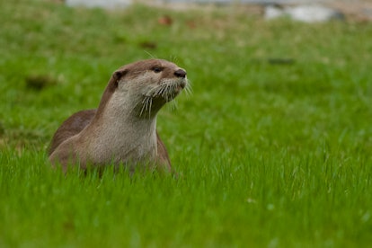 River otter resting on grass in Singapore