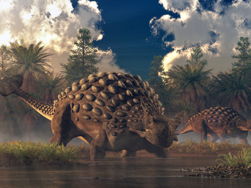 A pair of ankylosauruses graze in a watery lowland. One of the two faces the viewer. These cretace...