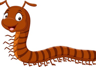 Cartoon funny millipede on white background