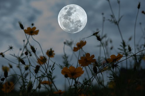 A full moon in the background of flowers. The spiritual meaning of December's full cold moon is abou...