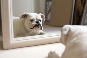 White bulldog looking at himself in the mirror