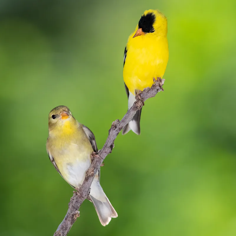 Pair of American Goldfinch Perched in a Tree