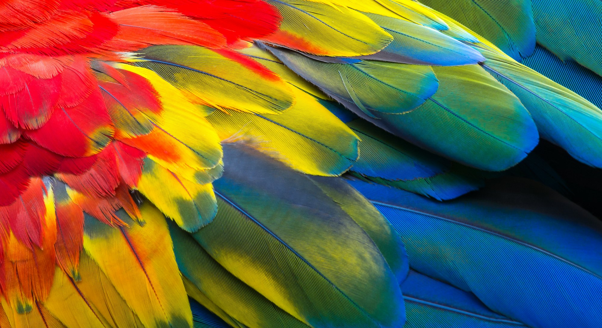 Close up of Scarlet macaw bird's feathers, exotic nature background and texture.
