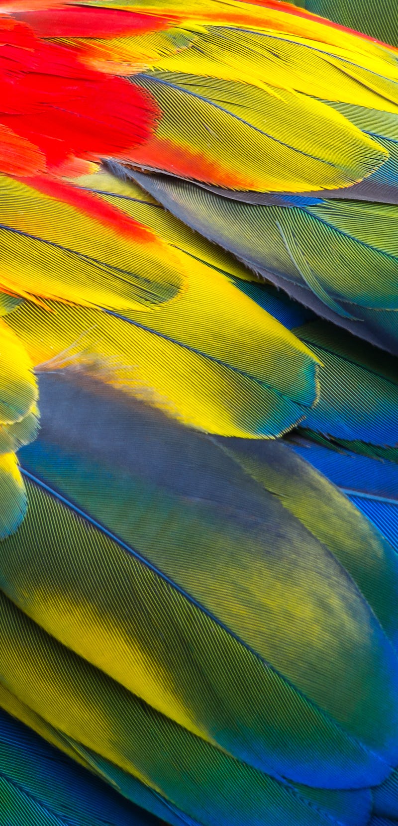 Close up of Scarlet macaw bird's feathers, exotic nature background and texture.