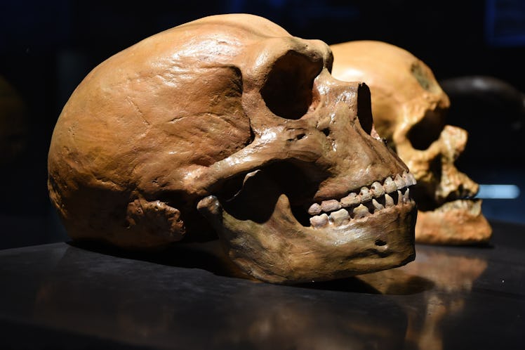 Neanderthal vs human skull       