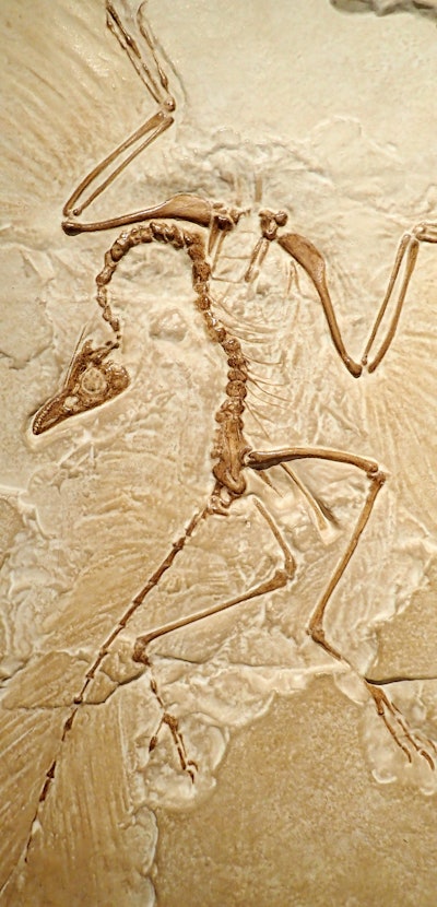 closeup of fossilized scary petrified Archaeopteryx transitional fossil between dinosaur and modern ...