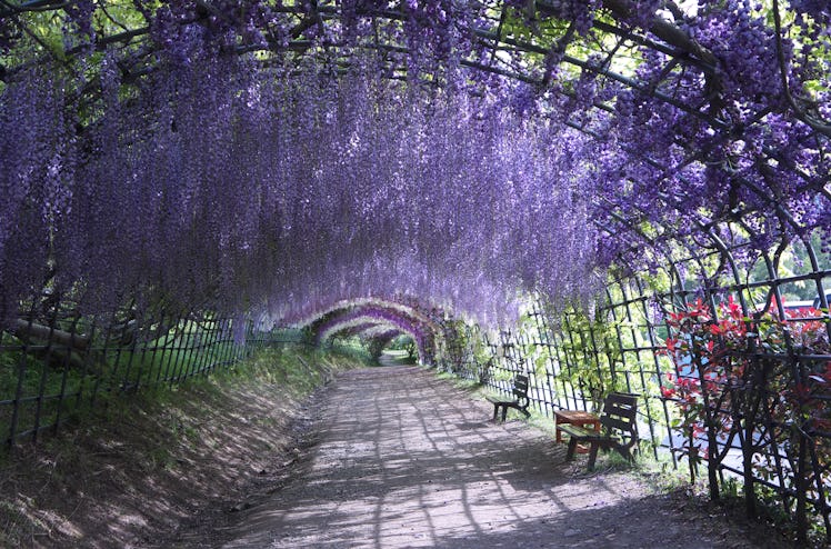 Standing in Awesome Japanese blooming wisteria tunnel is a periwinkle place to travel to inspired by...