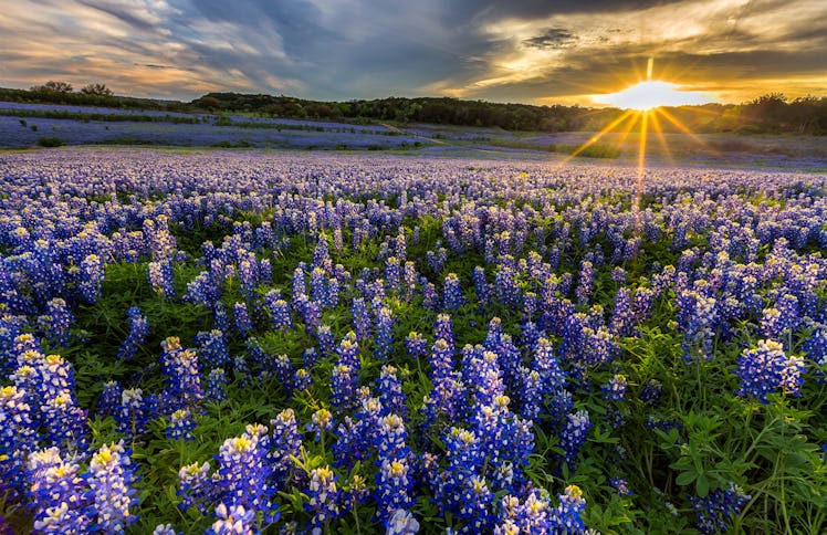 Texas bluebonnet field in sunset at Muleshoe Bend Recreation Area in Austin, which is one of the bes...