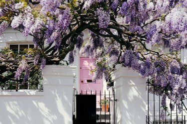 Blossoming wisteria tree covering up a house on a bright sunny day in Notting Hill, London, UK and b...