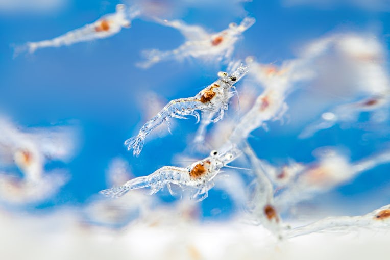 Macro shot of baby young post larvae of pacific white shrimp (P. vannamei) swimming in the aquarium ...